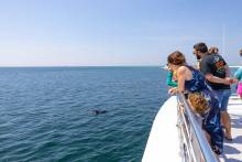 Portofino Island Resort Dolphin Cruise