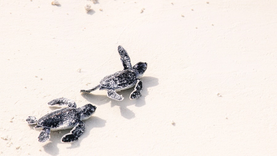 Pensacola Beach Baby Sea Turtles